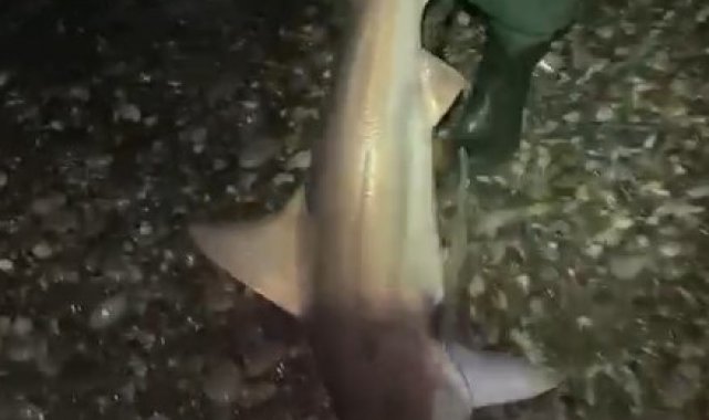 Oltalarına ikinci kez takılan köpekbalığını "Gelme bir daha" diye bağırarak denize bıraktılar