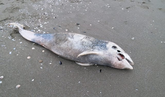 Ölü yunus karaya vurdu