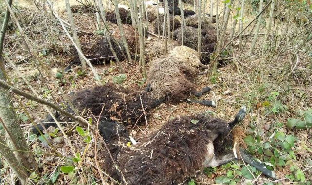 Önce bir koyun sonra sürünün tamamı atladı, 45 kuzu ve koyun telef oldu