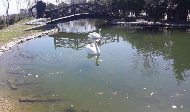 Ördekli Parktaki ördekler ve kuğular ölmeye başladı