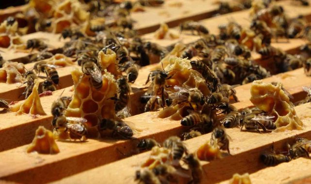 Ordu&#039;da arı ölümleri arttı