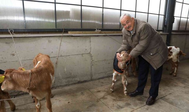 Ordu&#039;da çiftçilere 300 inek dağıtıldı