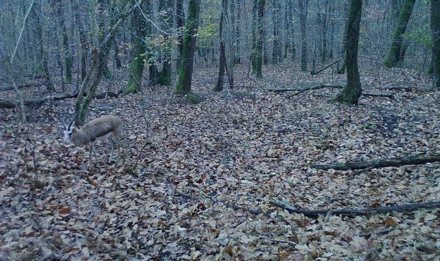 Ormanya'nın yaban hayatı foto kapanlara yansıdı