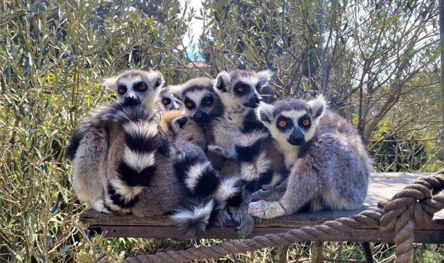 Ortalarına aldıkları yavruları korumak için durdukları şekil şaşkına çeviriyor