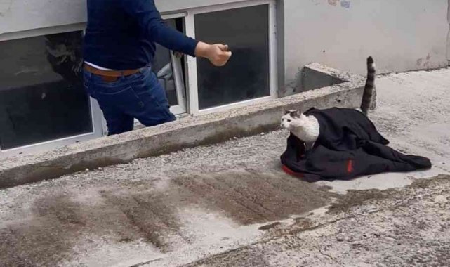 Pencereye sıkışan kedi kurtarıldı