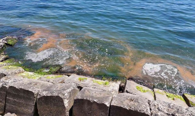 Plankton patlaması başladı: Marmara Denizinin Tekirdağ kıyıları turuncuya büründü