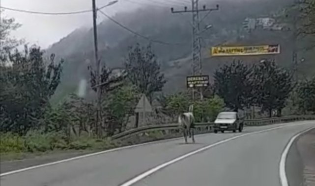 Rize'de sahibinden kaçan at karayolunda 4 nala koştu, yolda seyreden araçlar için tehlike oluşturdu