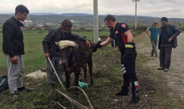 Rögara düşen manda yavrusunu itfaiye ekipleri kurtardı