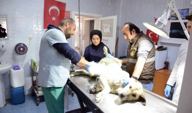 Sahipsiz hayvanlar kısırlaştırıyor