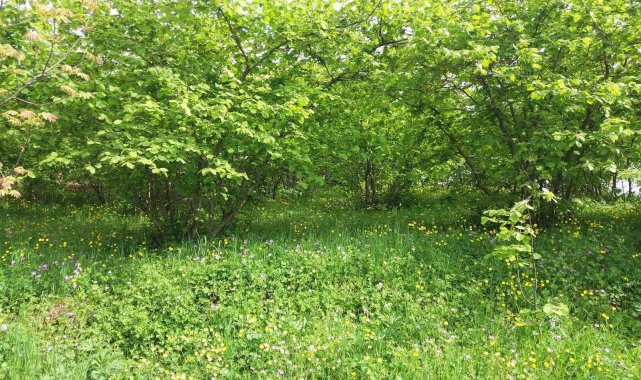 Samsun fındık üretiminde Türkiye&#039;de 1. sıraya yerleşmeye hazırlanıyor