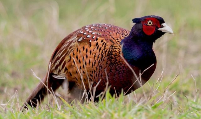 Samsun tüm Türkiye&#039;ye sülün dağıtacak