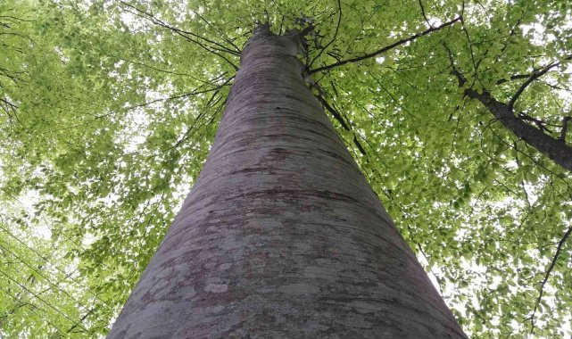 Samsun&#039;a 82 proje ile 98 milyon TL&#039;lik orman yatırımı