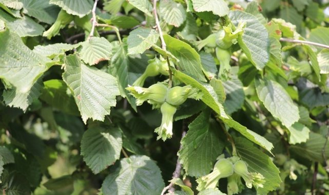 Samsun'da fındık üreticisine 84 milyon TL destek