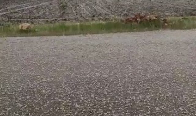 Şanlıurfa&#039;da dolu yağışı etkili oldu