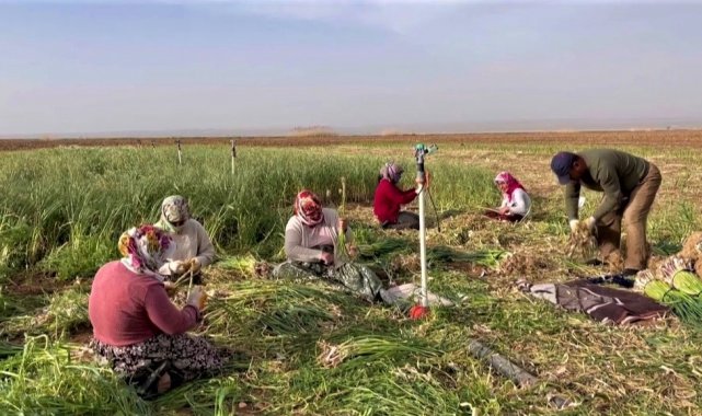 Şanlıurfa&#039;da sarımsak alternatif ürün oldu