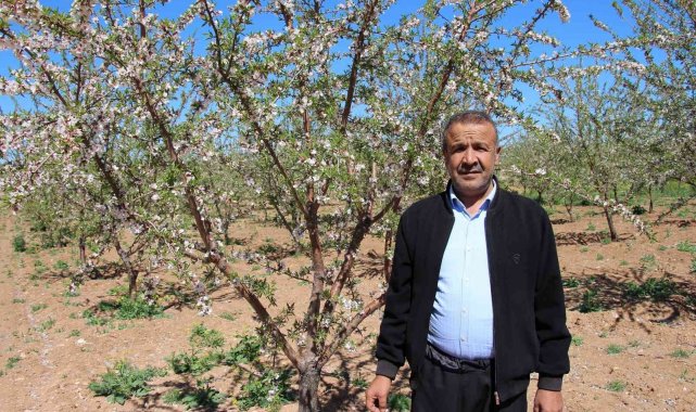 Şanlıurfalı çiftçinin yüzü badem geliriyle güldü