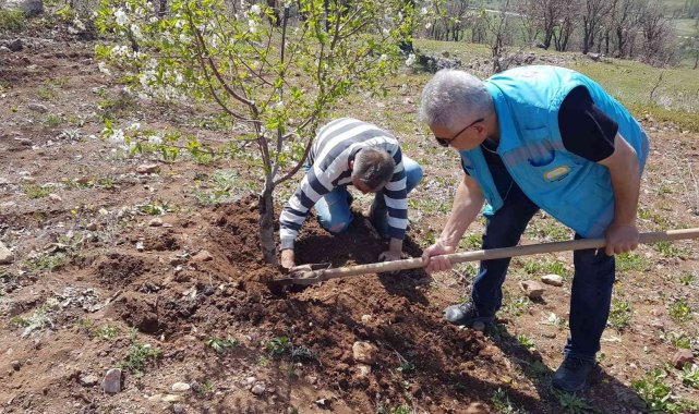Şaphane&#039;de kiraz ve vişne bahçelerinde fenolojik gözlem çalışmaları