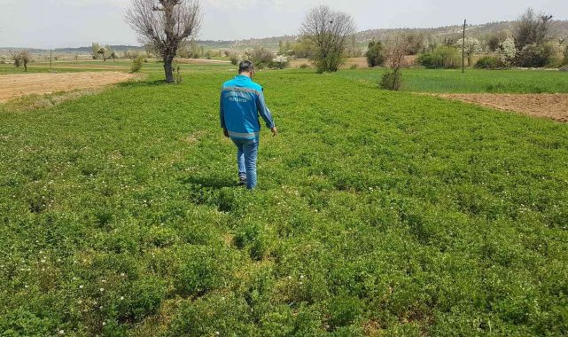 Şaphane'de yem bitkisi ekili alanlarda hastalık ve zararlı kontrolleri