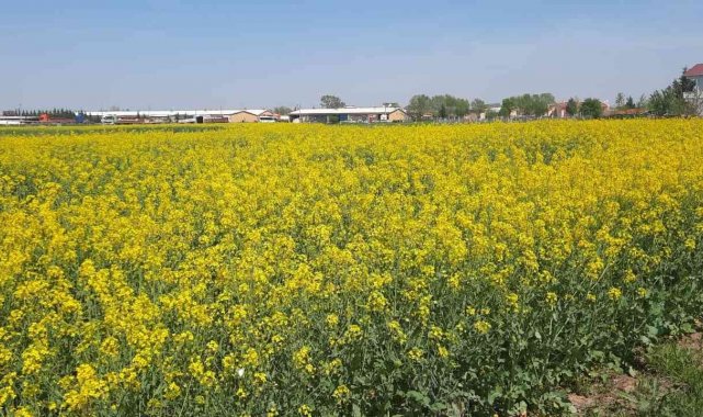 Sarının en güzel hali