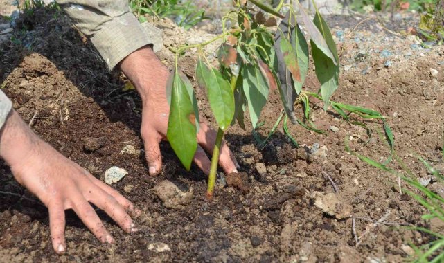 Seferihisar'ın yeni yıldızı avokado