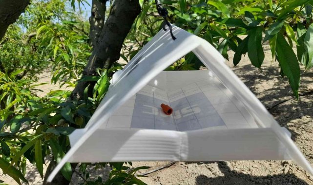 Şeftali bahçelerinde zararlı kontrolleri yapılıyor