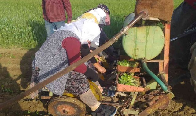 Selendi'de tütün üreticisinin tatlı telaşı başladı