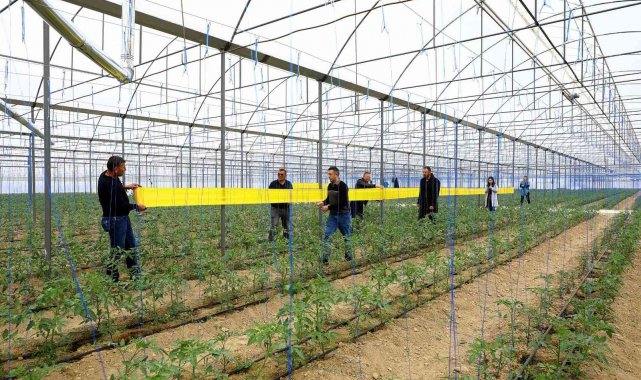 Sera zararlılarının önlenmesi için 450 üreticiye yapışkan tuzak dağıtıldı