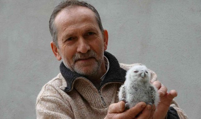 Serendisine yavrulayan baykuşla dost oldu