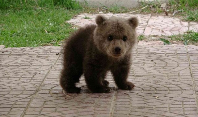 Sevimli ayı yavrusuna bebek gibi bakıyorlar