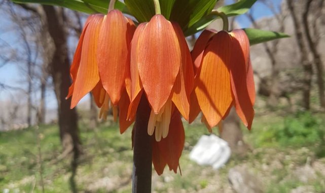 Siirt'te 'Ağlayan gelin' koparana 109 bin lira ceza