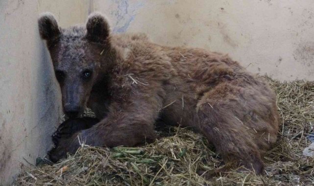 Silahla vurularak felç olan ayı tedaviye olumlu yanıt veriyor