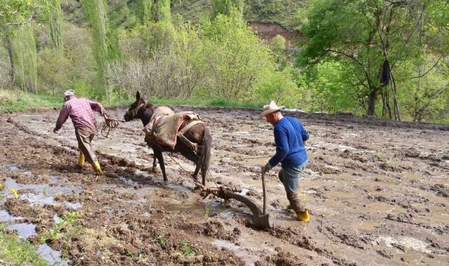 Sınırda çeltik tarlaları hazırlanmaya başlardı