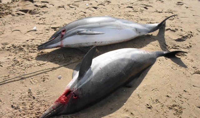 Sinop&#039;ta 2 ölü yunus kıyaya vurdu