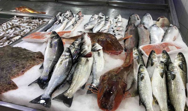 Sinop&#039;ta nadir bulunan kırlangıç balıkları, kilosu 250 liradan satılıyor