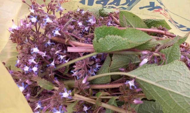 Sinop'ta "zılbıt" zamanı