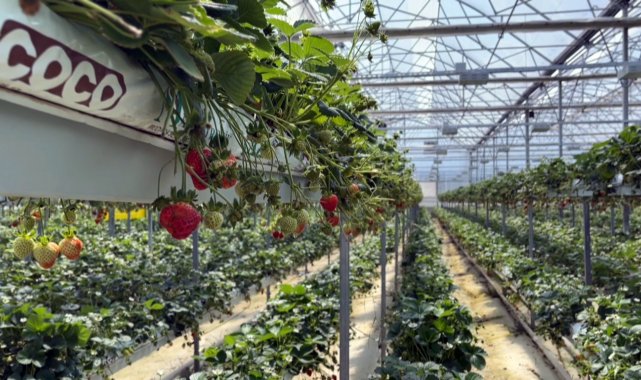 Sinop'tan dünyaya çilek ihracatı