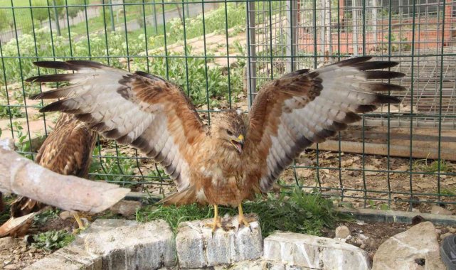 Şırnak'ta yeşilbaşlı ördek ve balaban kuşu tedavilerinin ardından doğaya bırakıldı