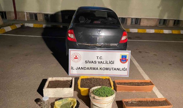 Sivas'ta 800 kök kenevir ele geçirildi