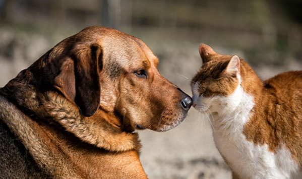 Sokak hayvanına çarpıp kaçan sürücüye 2 bin TL ceza