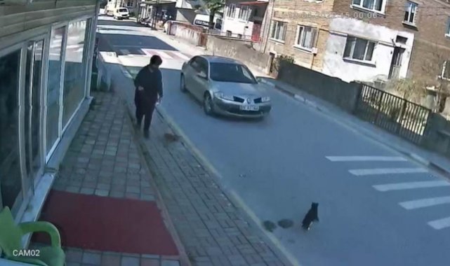 Sokak kedisine çarpıp kaçan sürücüye 2 bin TL ceza
