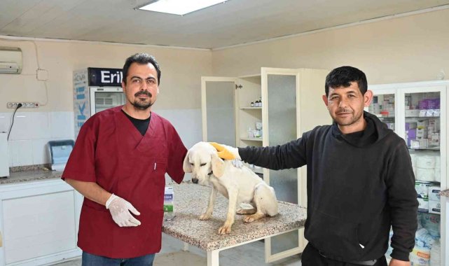 Soma&#039;da sokak hayvanları kısırlaştırılıyor