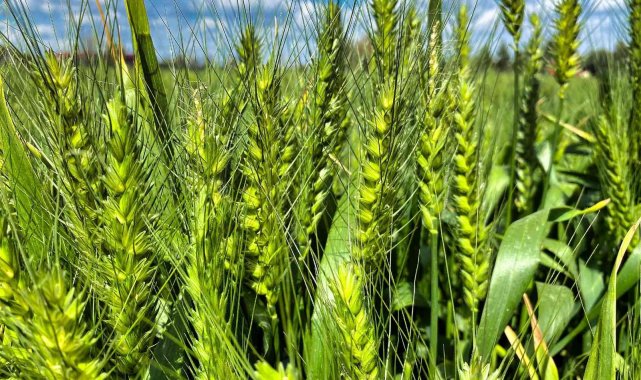 Tarsus'ta belediye arazilerinde kunduru buğdayı yetiştiriliyor