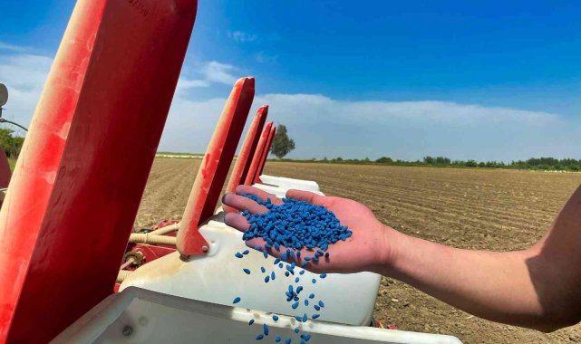 Tarsus&#039;ta pamuk yeniden boy verecek