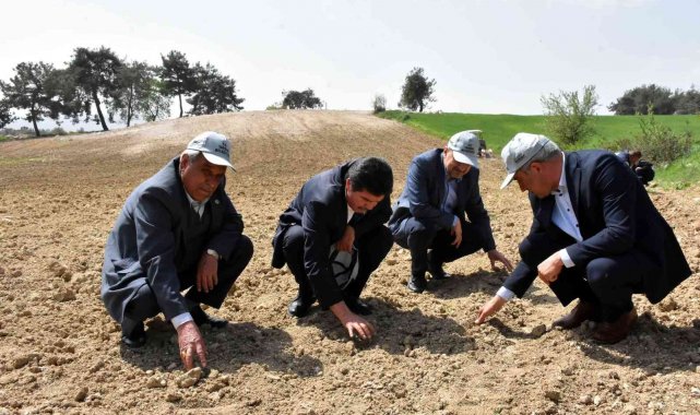 Tarsus'ta yerli ve milli yağlık ayçiçek tohumu ekildi
