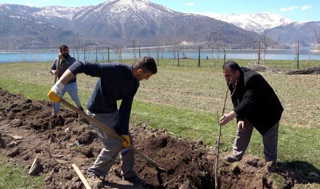 Tatvan&#039;da meyve fidanları toprakla buluştu