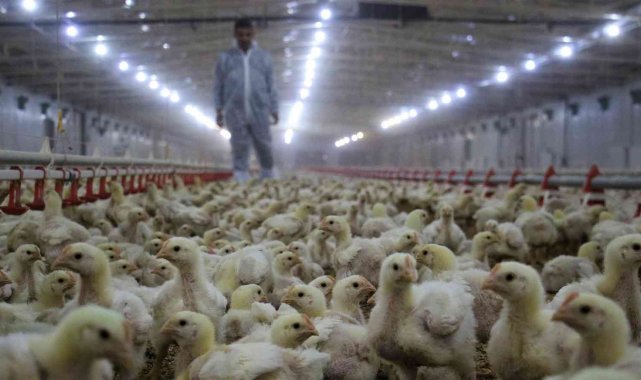 Tavuk eti üretimi şubatta yüzde 9,7 azaldı