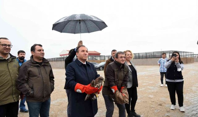 Tedavileri tamamlanan şahinler doğaya salındı