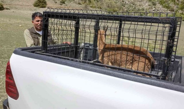 Tedavisi tamamlanan dağ keçisi doğaya bırakıldı