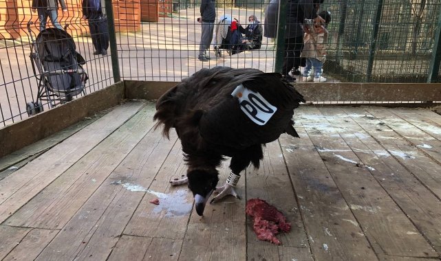 Tekirdağ'da göç yolculuğunda yorgun düşen akbaba Çekmeköy'de şifa buldu