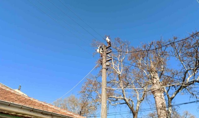 Tele takılan leyleğe itfaiye yardım eli uzattı